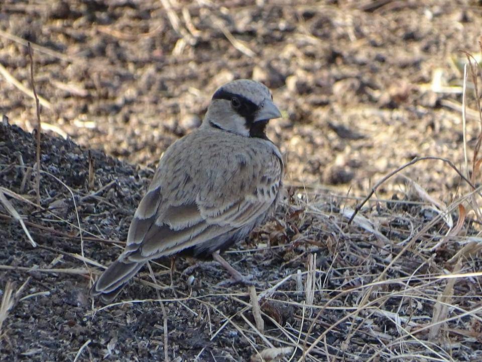Ashy-crowned Sparrow-Lark - Sumit Majumdar