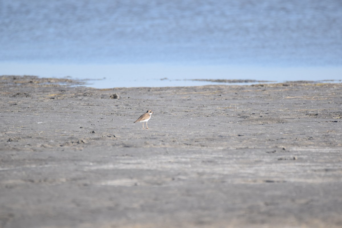Semipalmated Plover - ML163380421