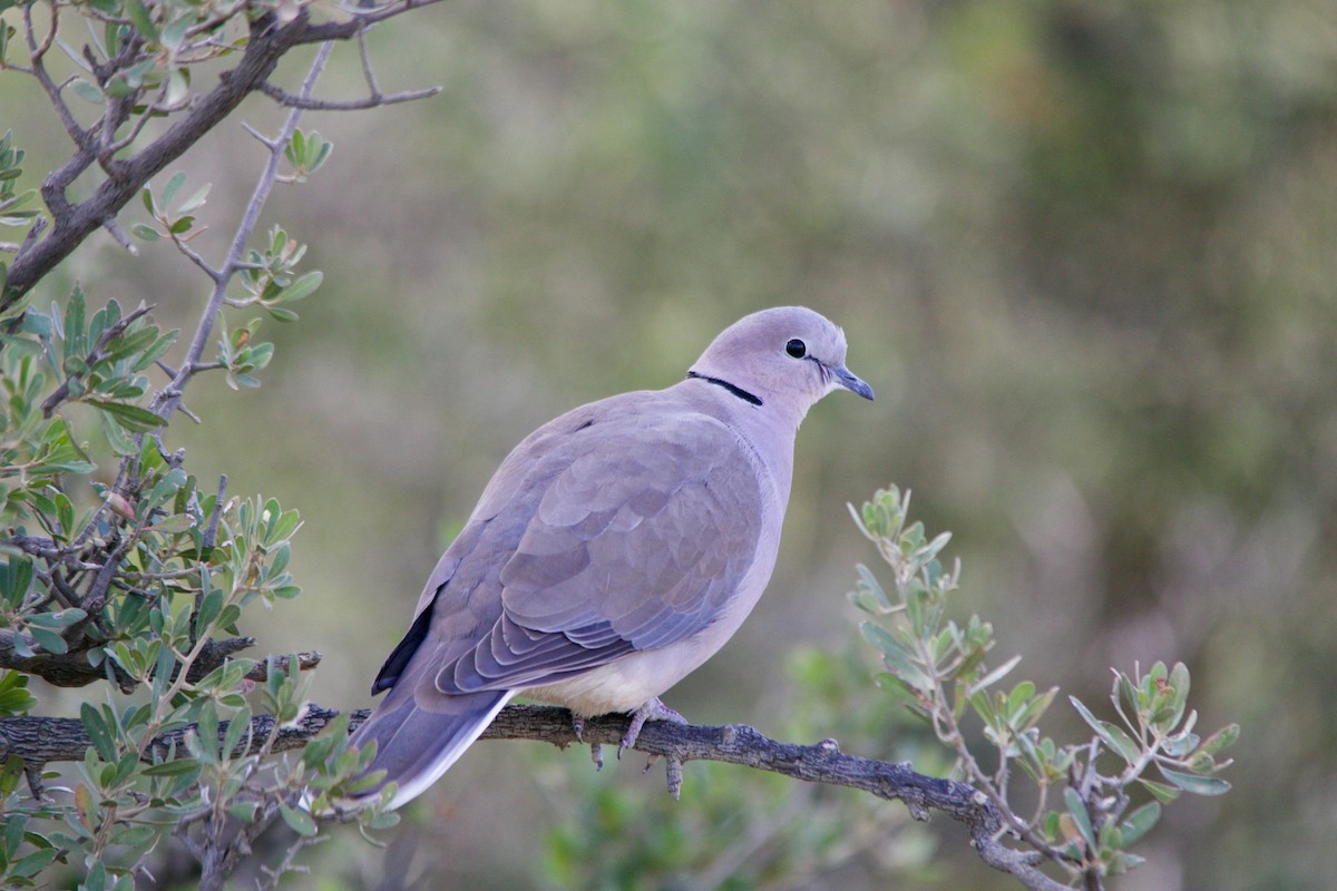 Ring-necked Dove - Krista Oswald