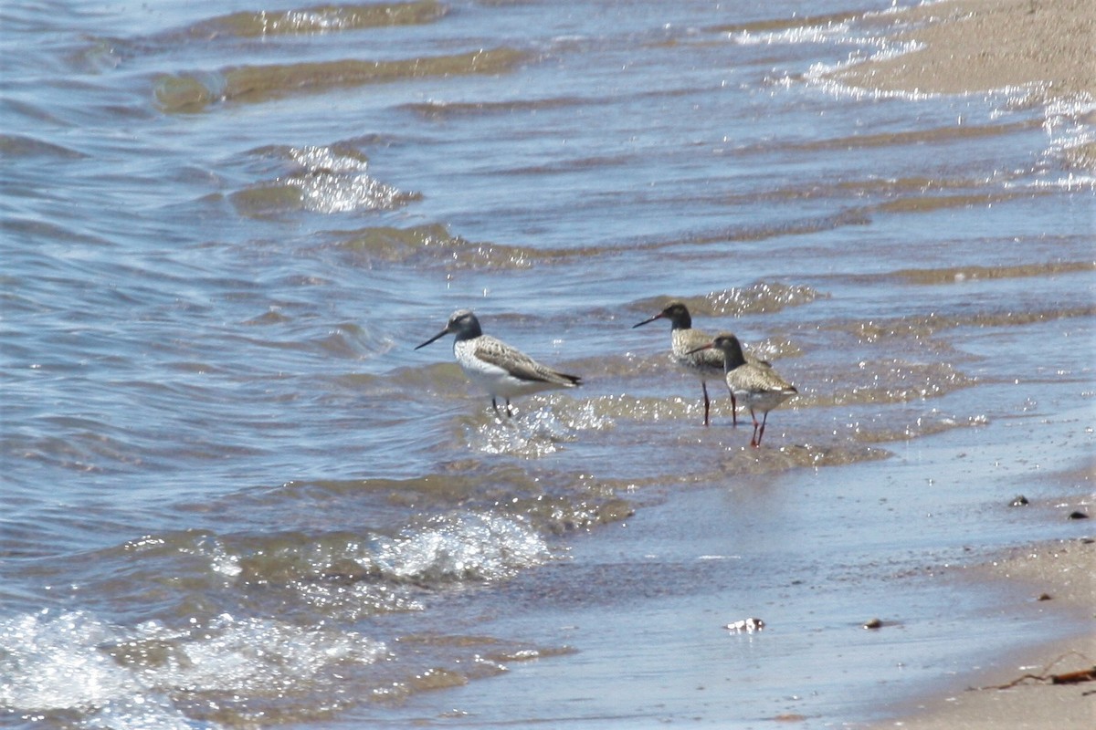 Common Greenshank - Neil and Lucy Rogers