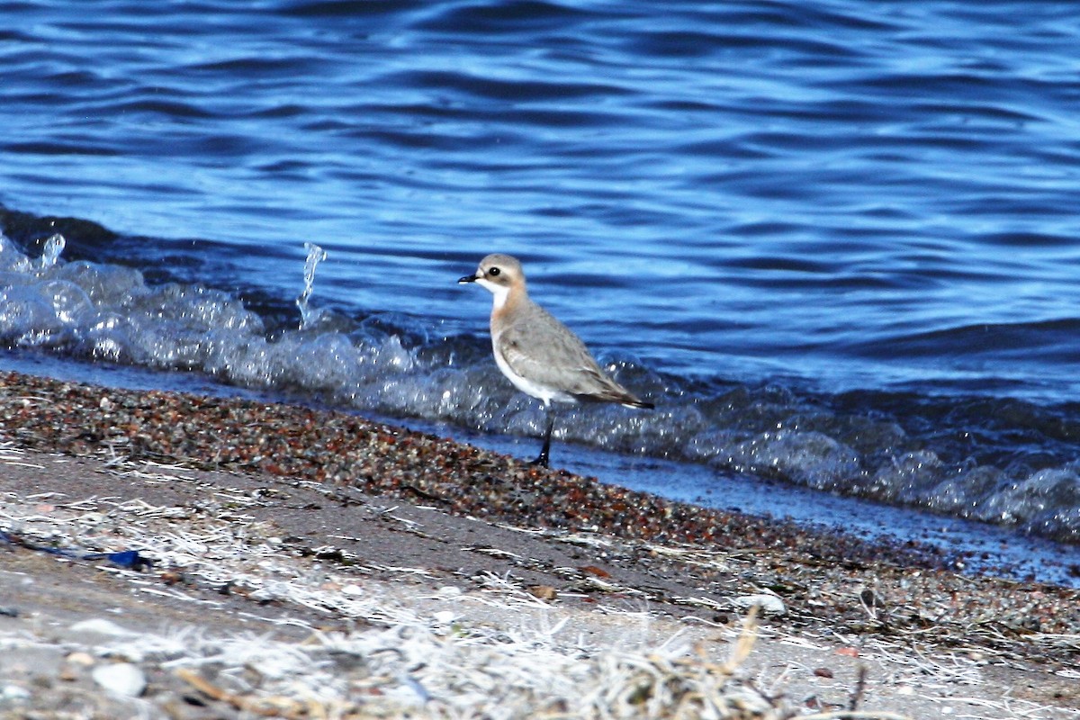 Tibetan Sand-Plover - Neil and Lucy Rogers