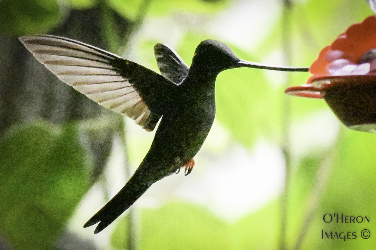 Sword-billed Hummingbird - Alan OHeron