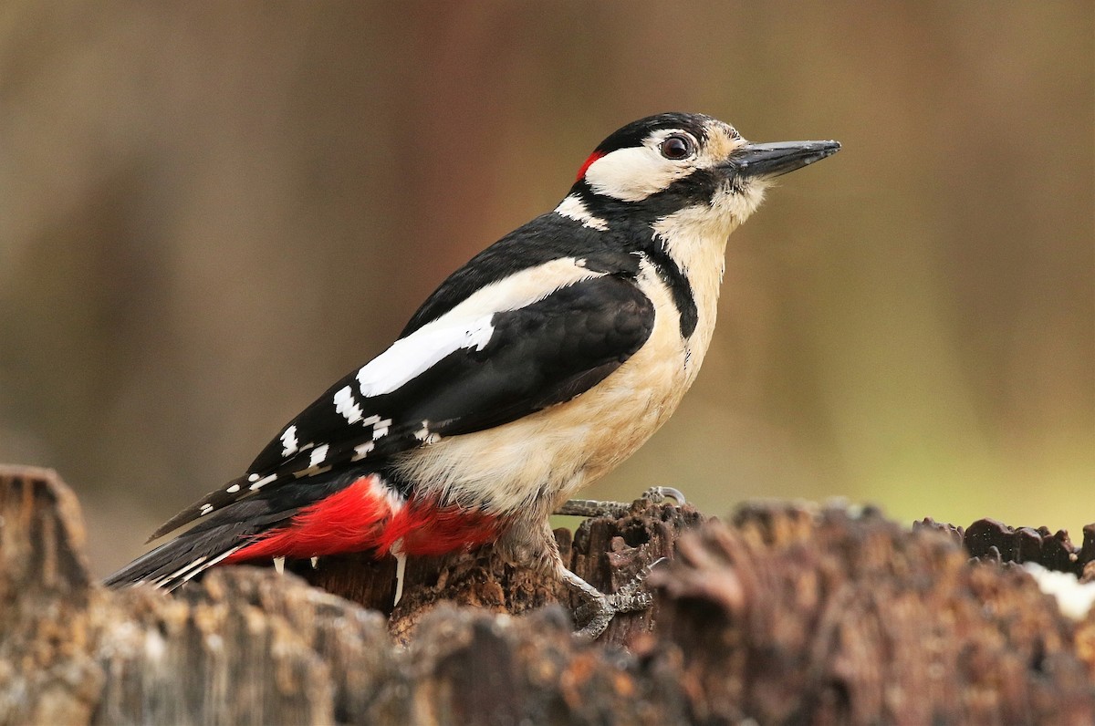 Great Spotted Woodpecker - ML163401241