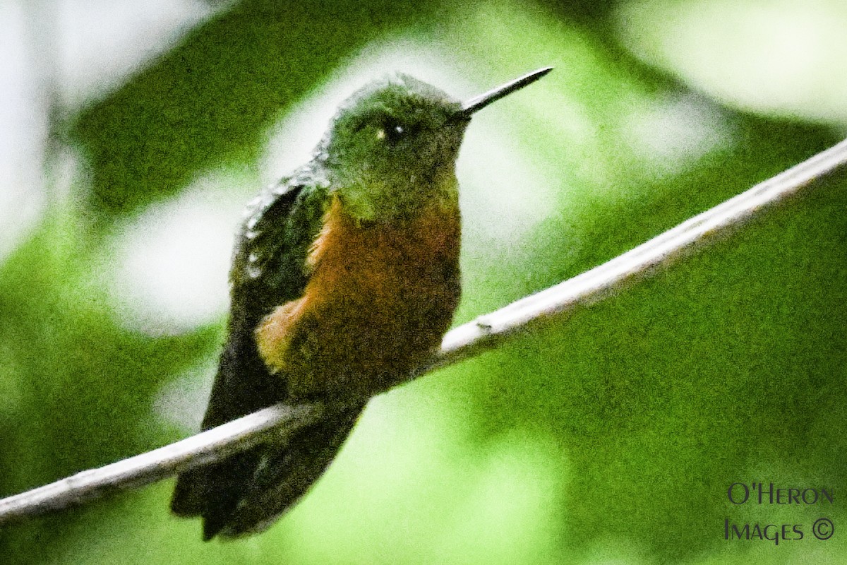 kolibřík peruánský - ML163401261
