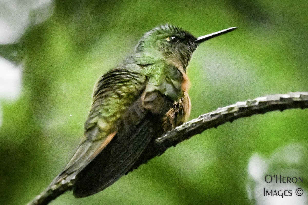 kolibřík peruánský - ML163401271