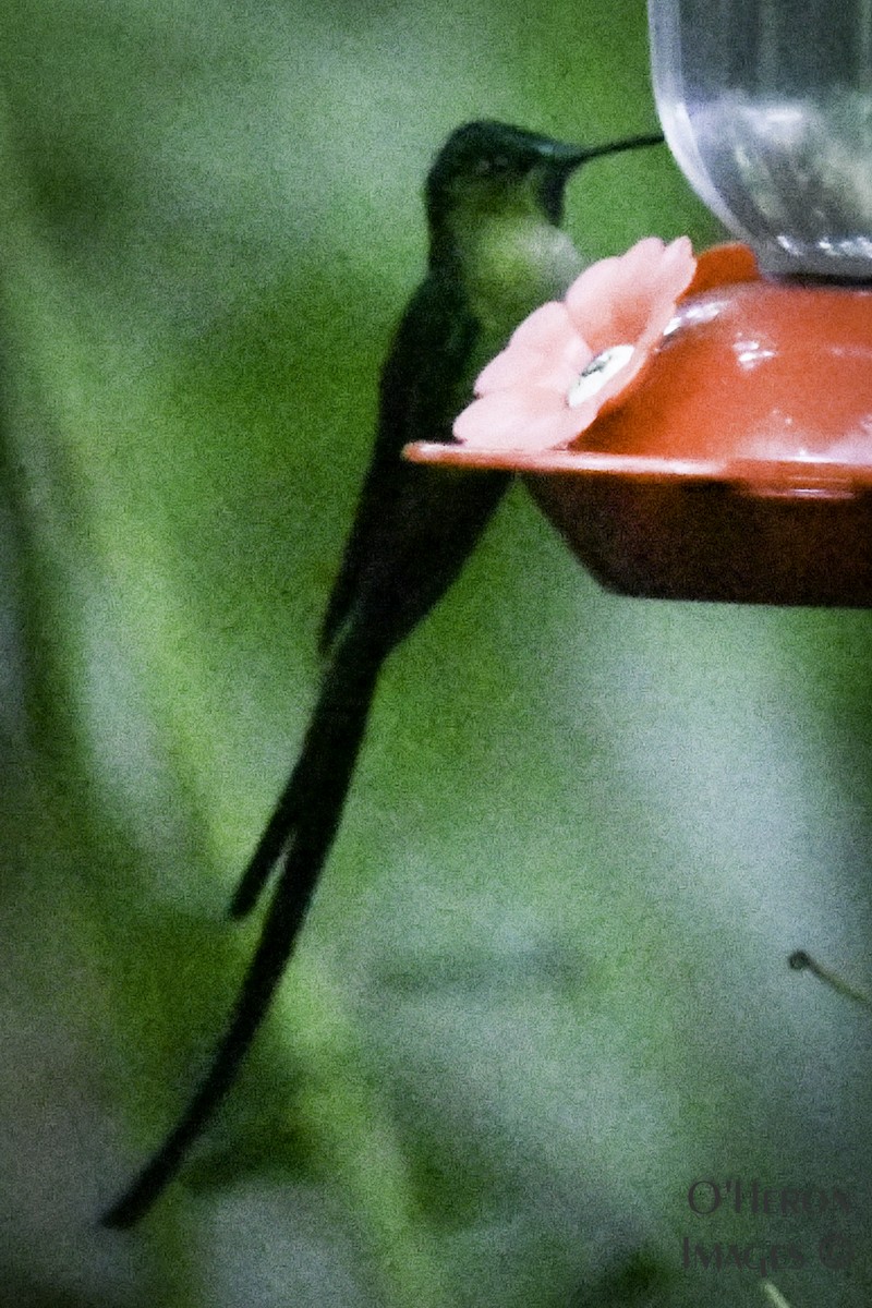 Long-tailed Sylph - Alan OHeron