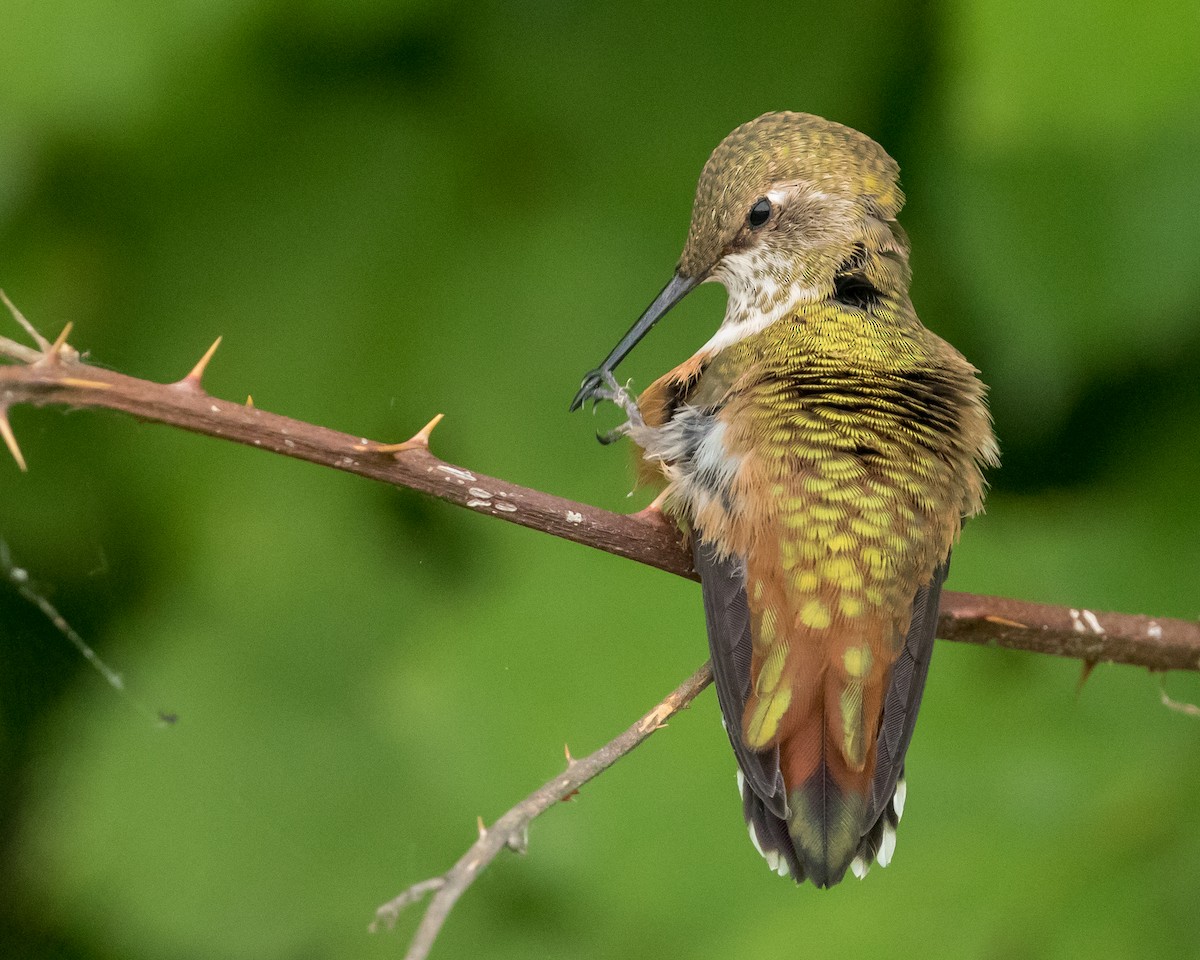 Rufous Hummingbird - ML163402251