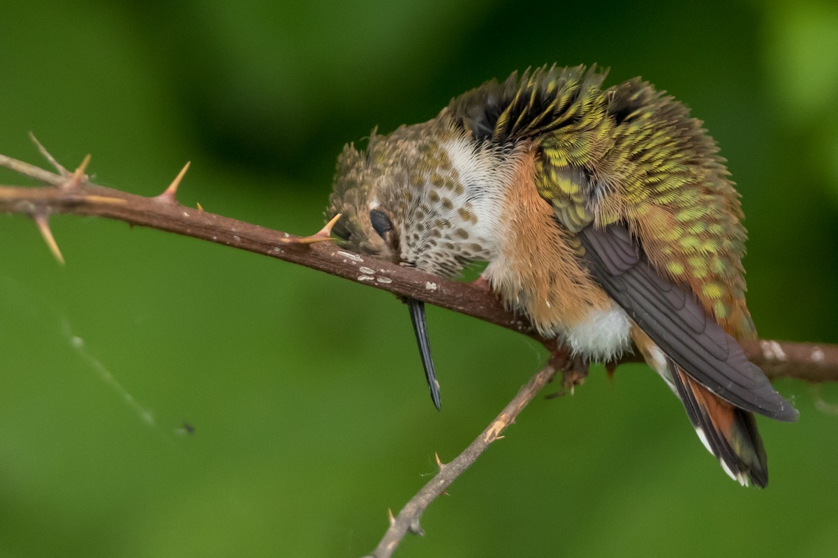 Rufous Hummingbird - ML163402271