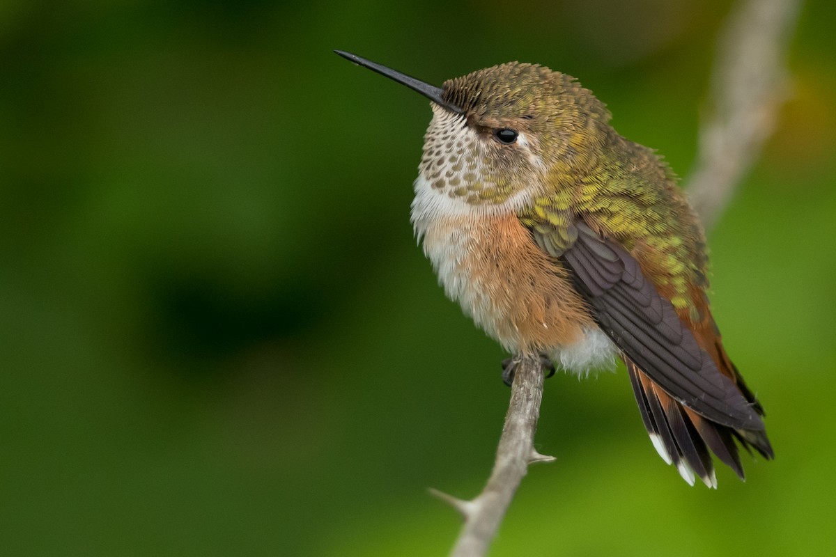Rufous Hummingbird - ML163402321
