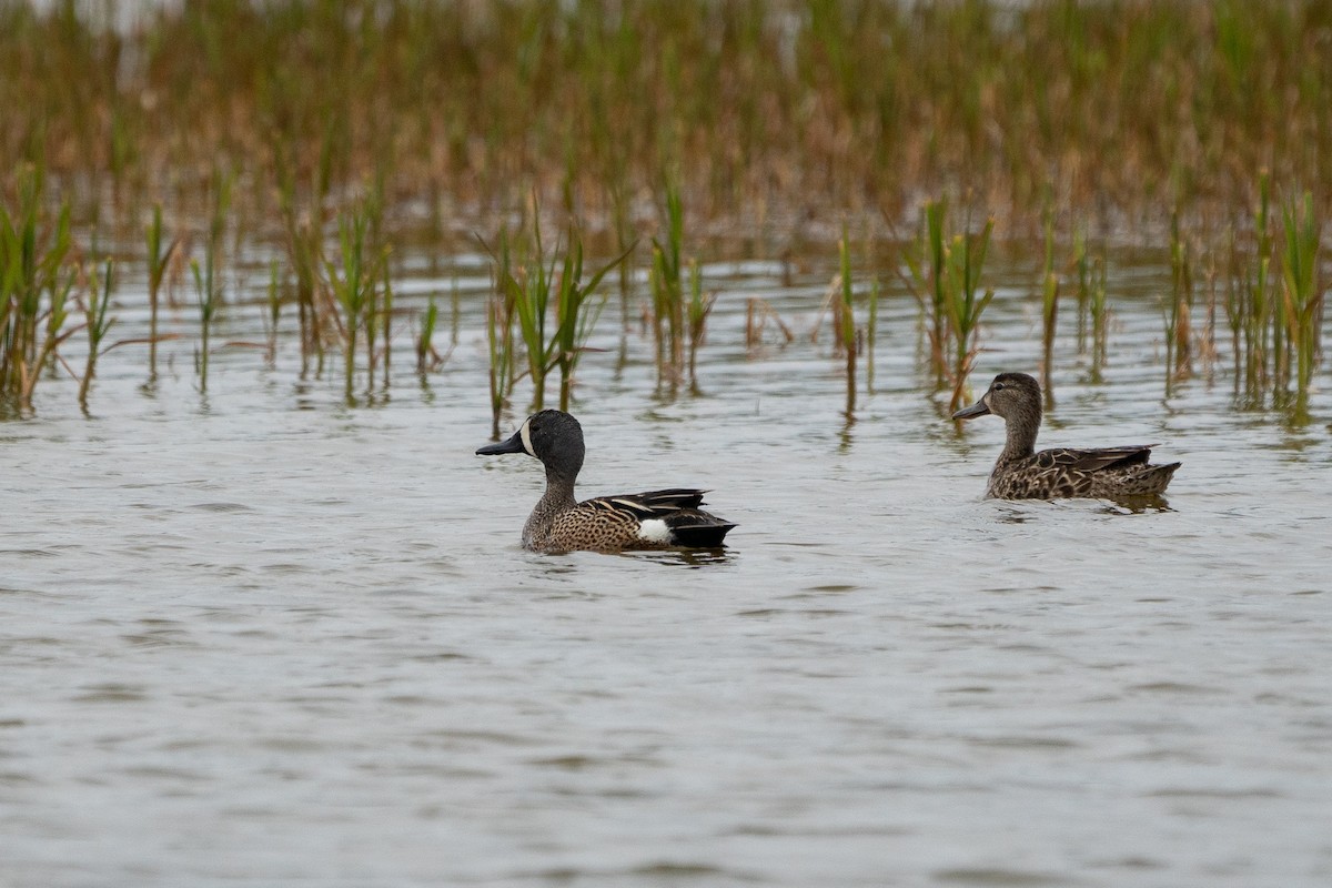 Blue-winged Teal - ML163403331