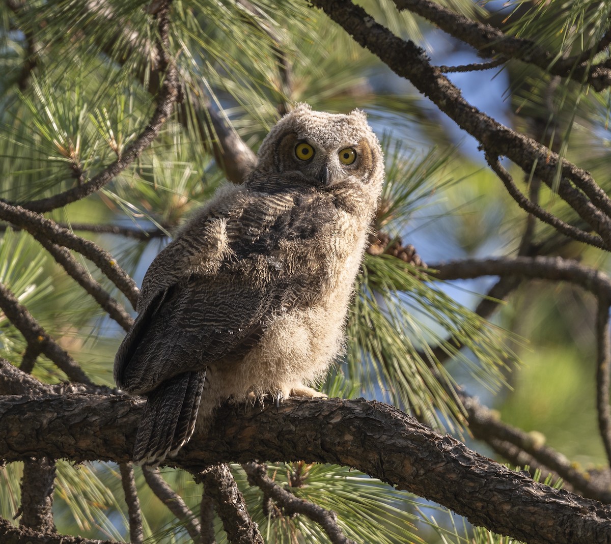 Great Horned Owl - ML163408601