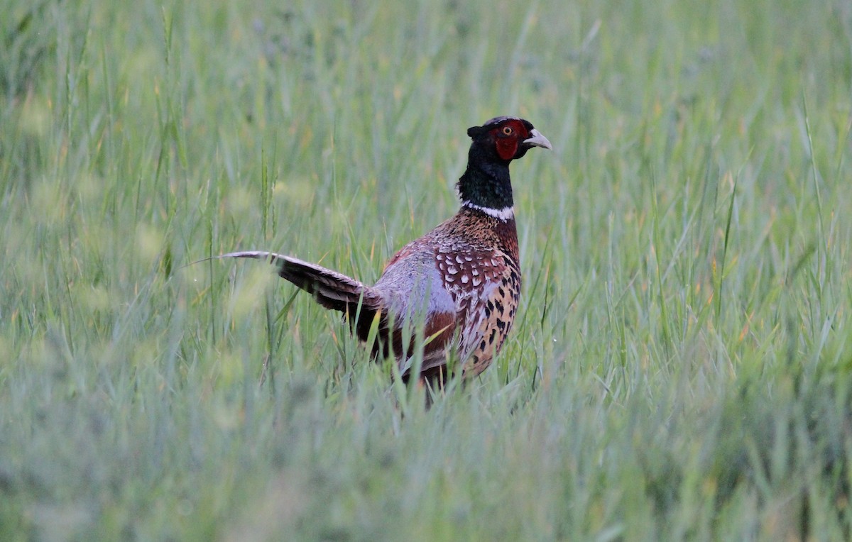 Ring-necked Pheasant - Tom Beeke