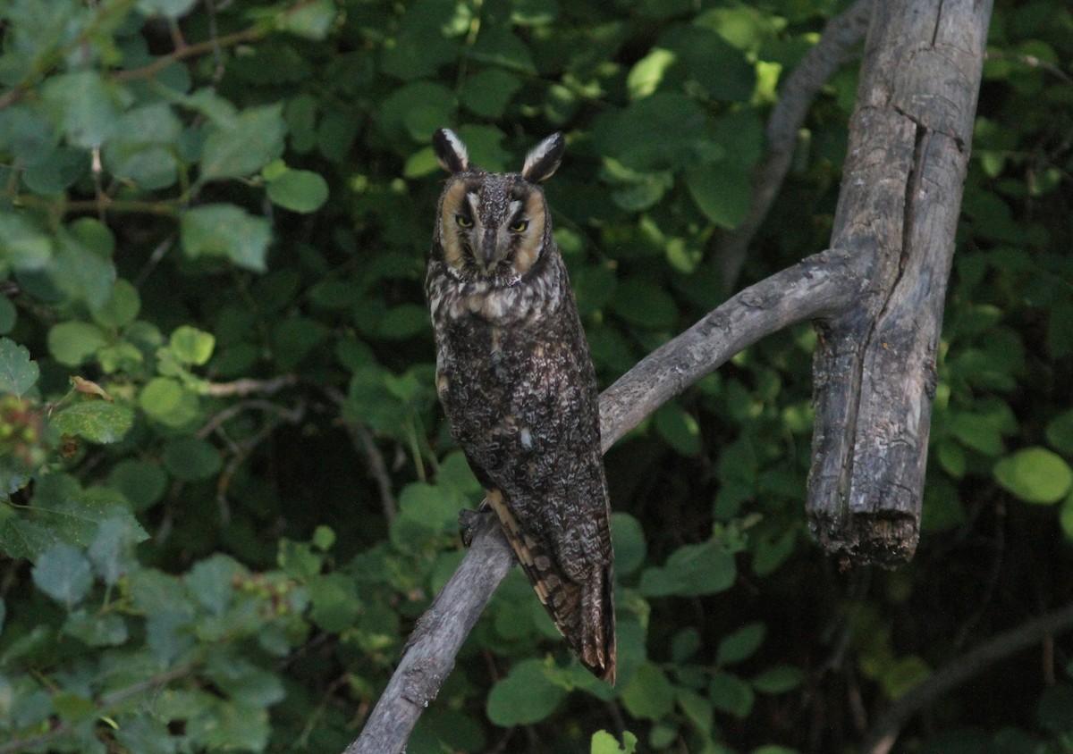 Long-eared Owl - Tom Beeke