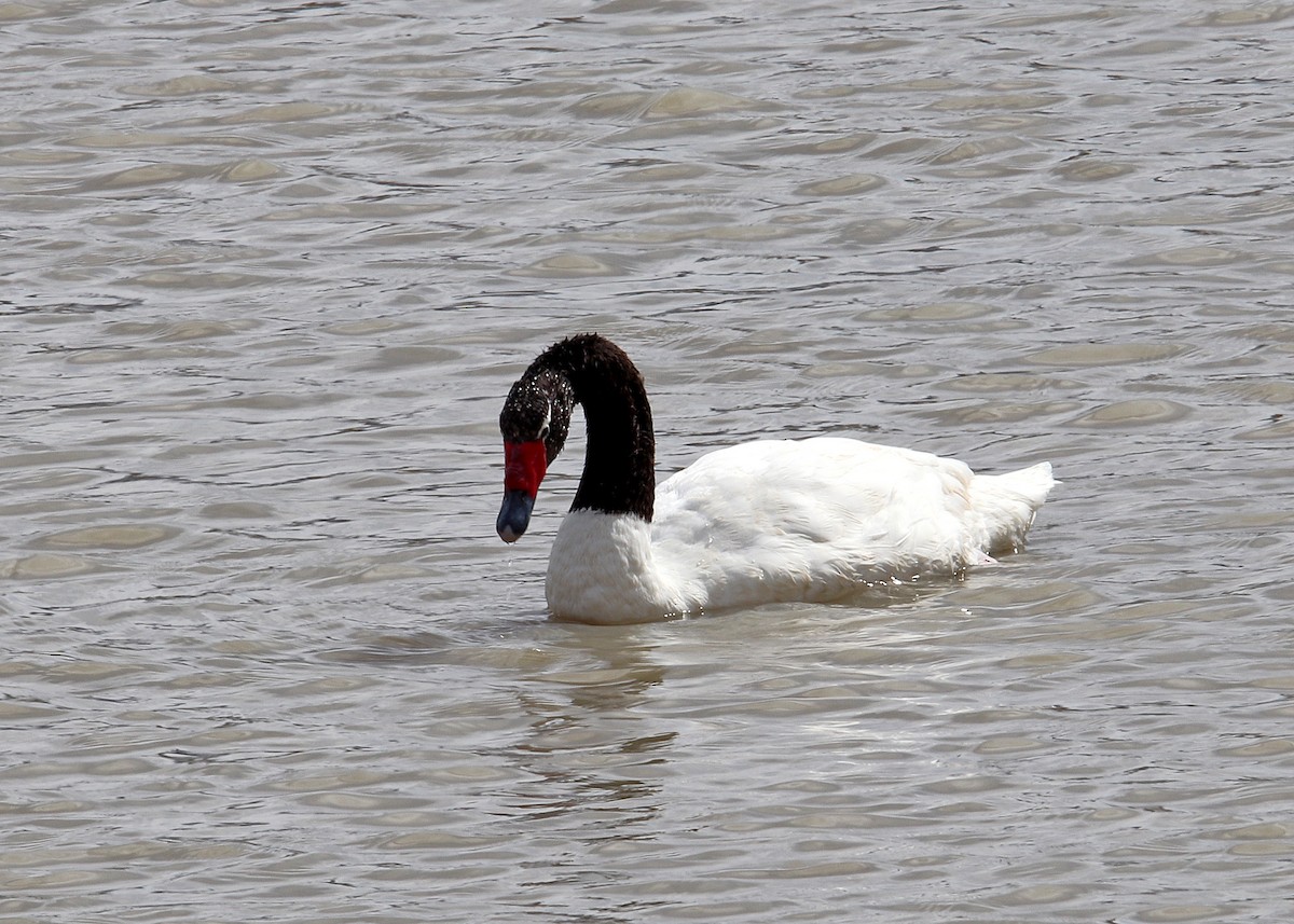 Black-necked Swan - ML163409841