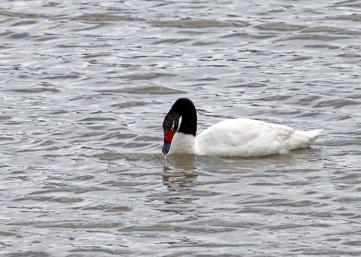 Black-necked Swan - ML163409871