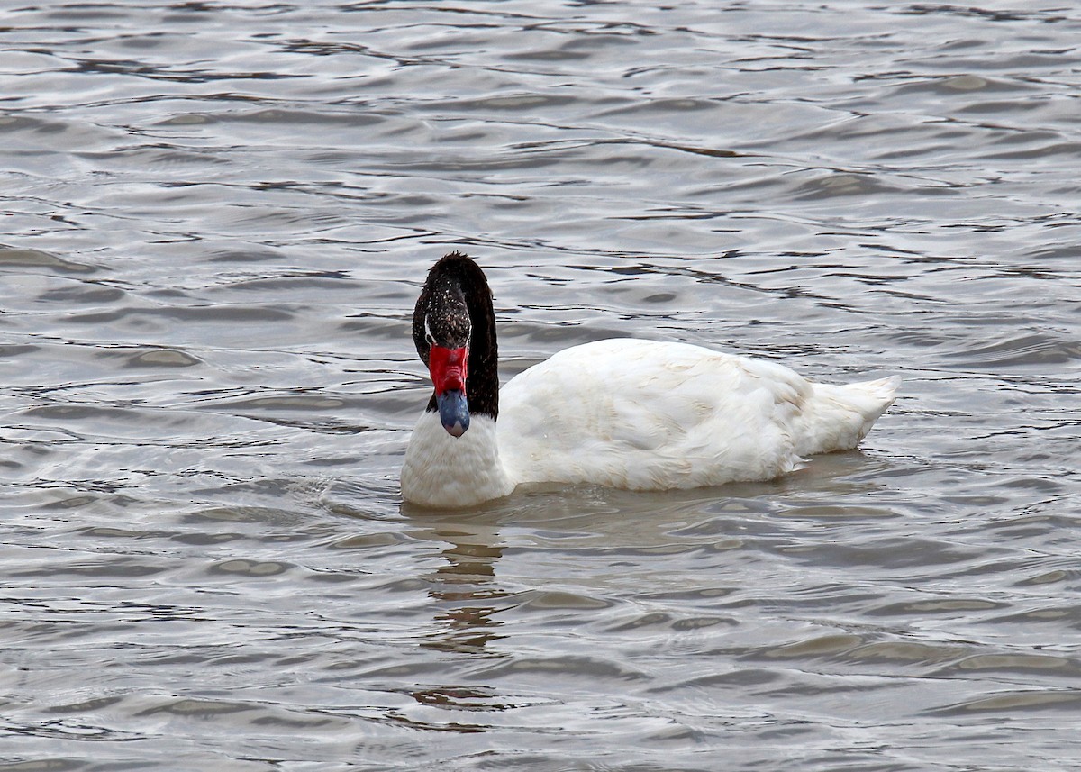 Black-necked Swan - ML163409881
