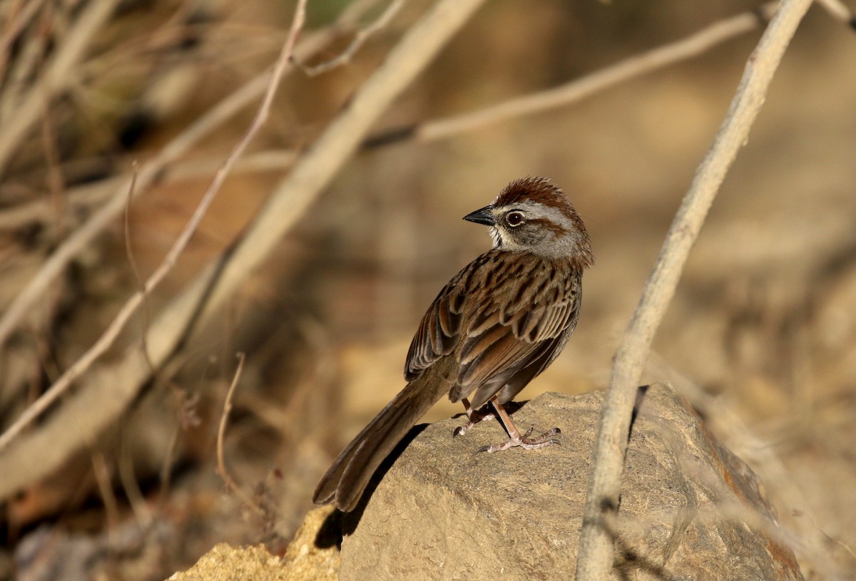 Oaxaca Sparrow - Jay McGowan