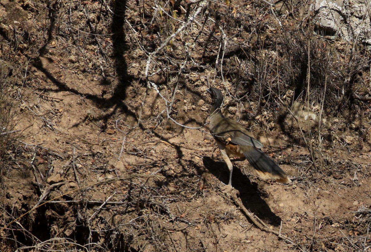West Mexican Chachalaca - ML163411701