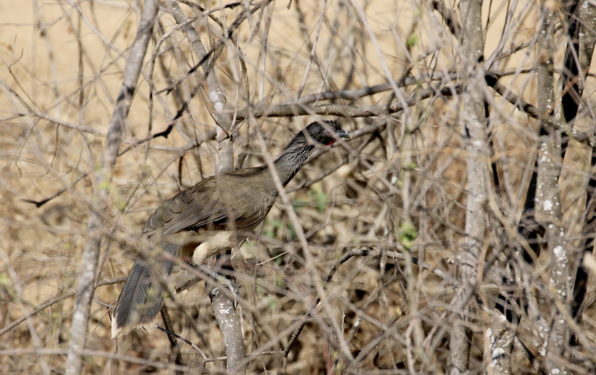 West Mexican Chachalaca - ML163411821