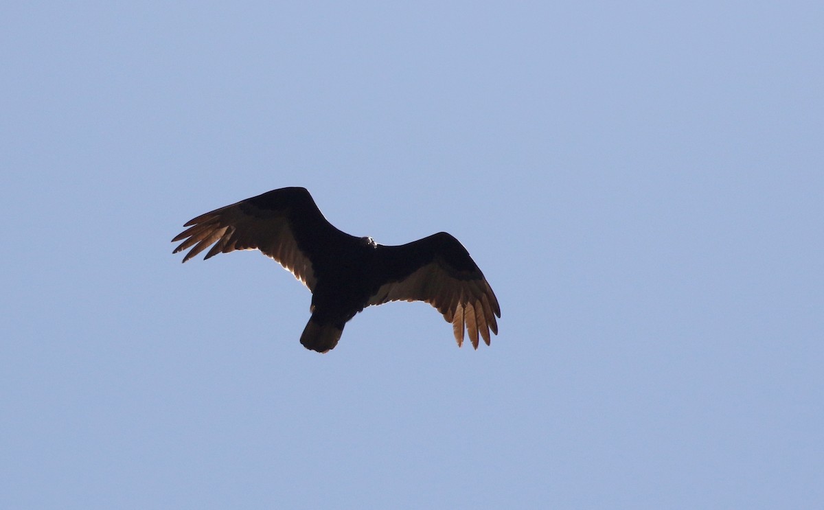 Turkey Vulture (Northern) - ML163412731