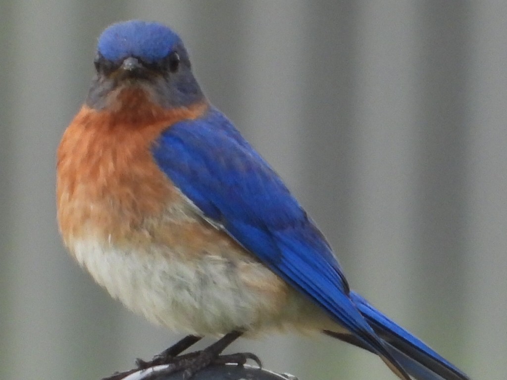 Eastern Bluebird - Kent Millham