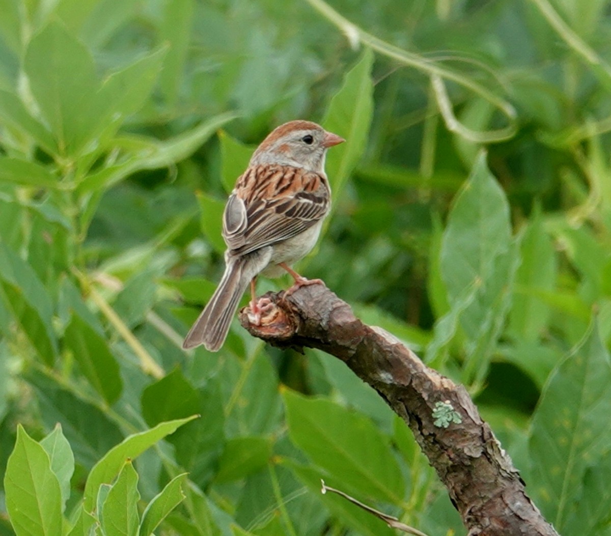 Field Sparrow - ML163418081