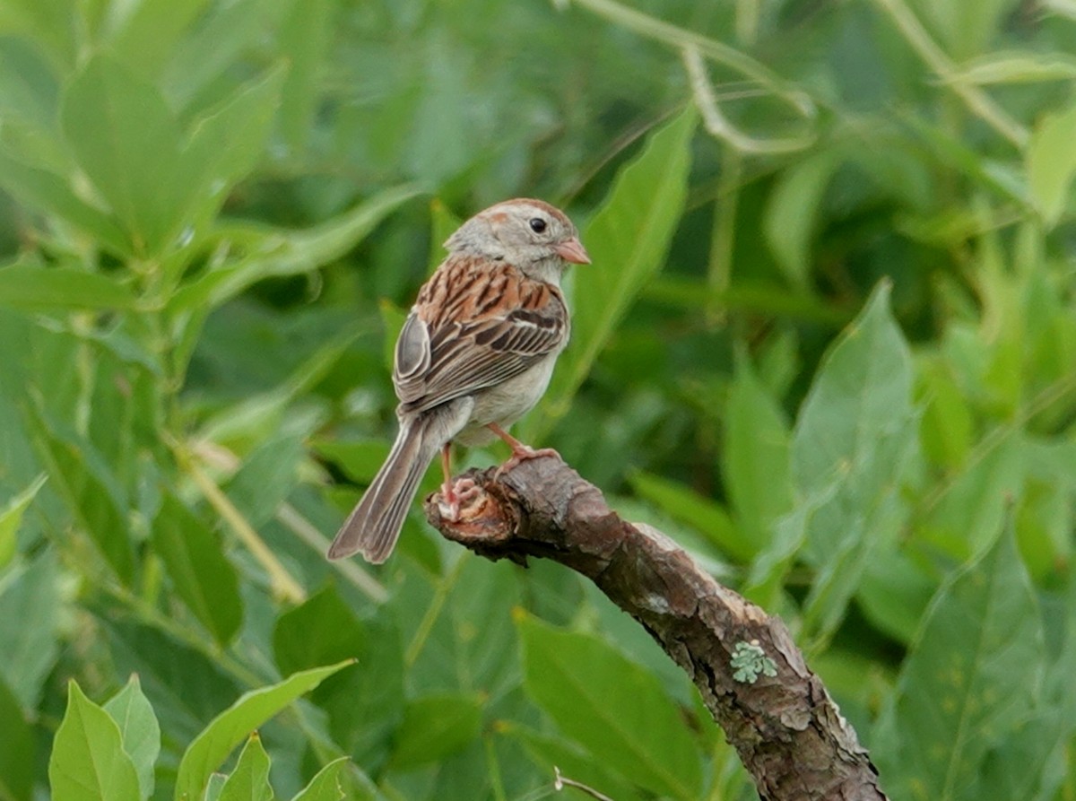 Field Sparrow - ML163418271