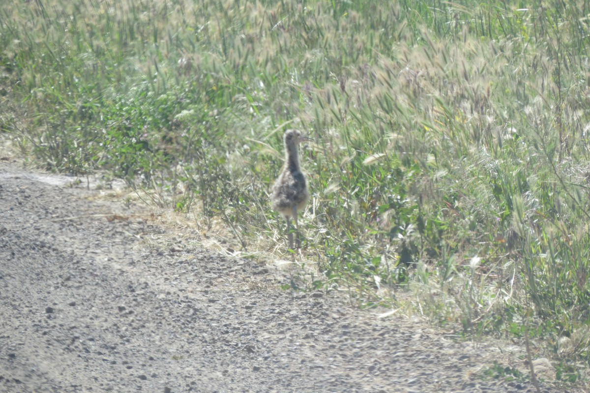 Long-billed Curlew - ML163421991