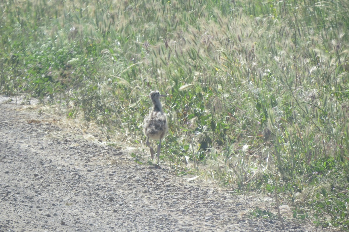 Long-billed Curlew - ML163422011
