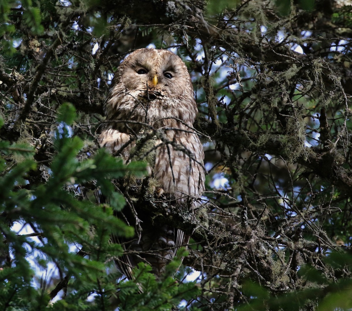 Ural Owl (Pere David's) - Craig Robson