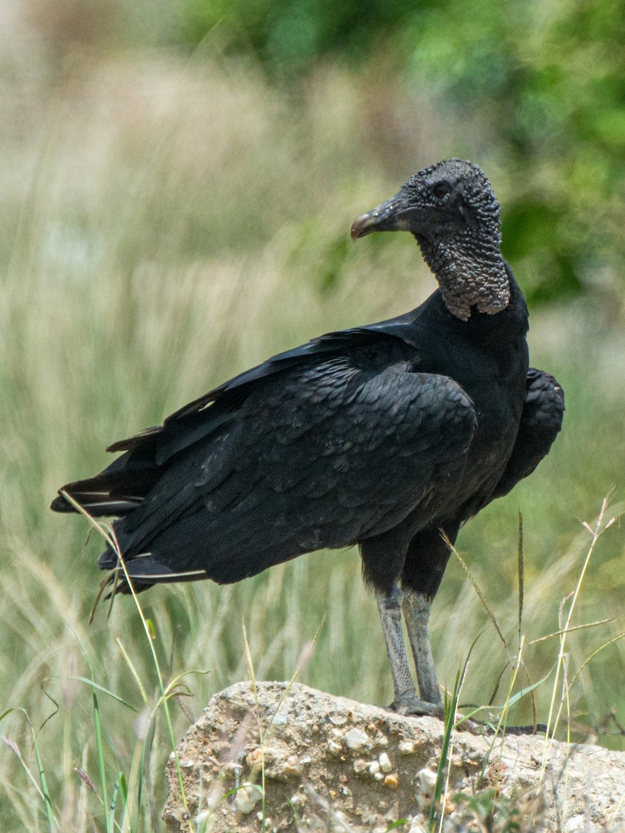 Black Vulture - William Stephens