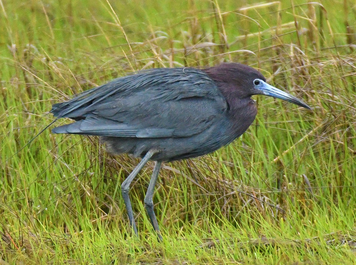 Little Blue Heron - Brian Carruthers
