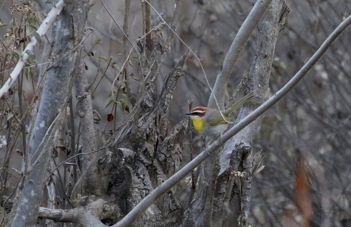 Rufous-capped Warbler (rufifrons Group) - ML163436661
