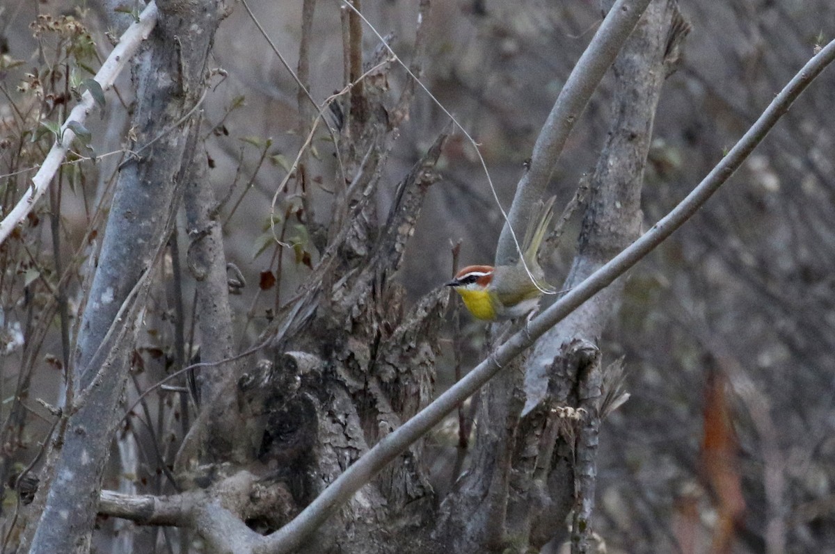 Rufous-capped Warbler (rufifrons Group) - ML163436671