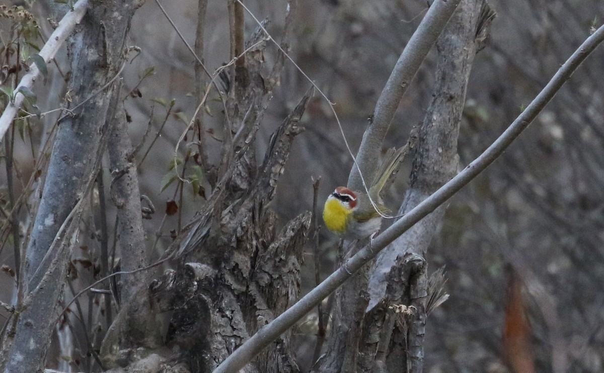 Rufous-capped Warbler (rufifrons Group) - ML163436681