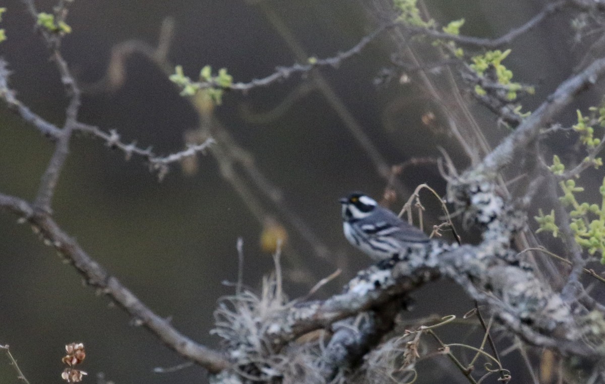 Black-throated Gray Warbler - Jay McGowan