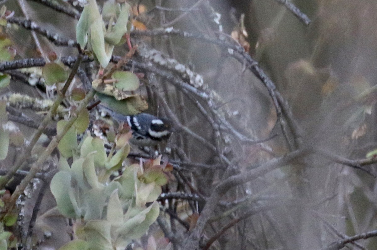 Black-throated Gray Warbler - ML163436701