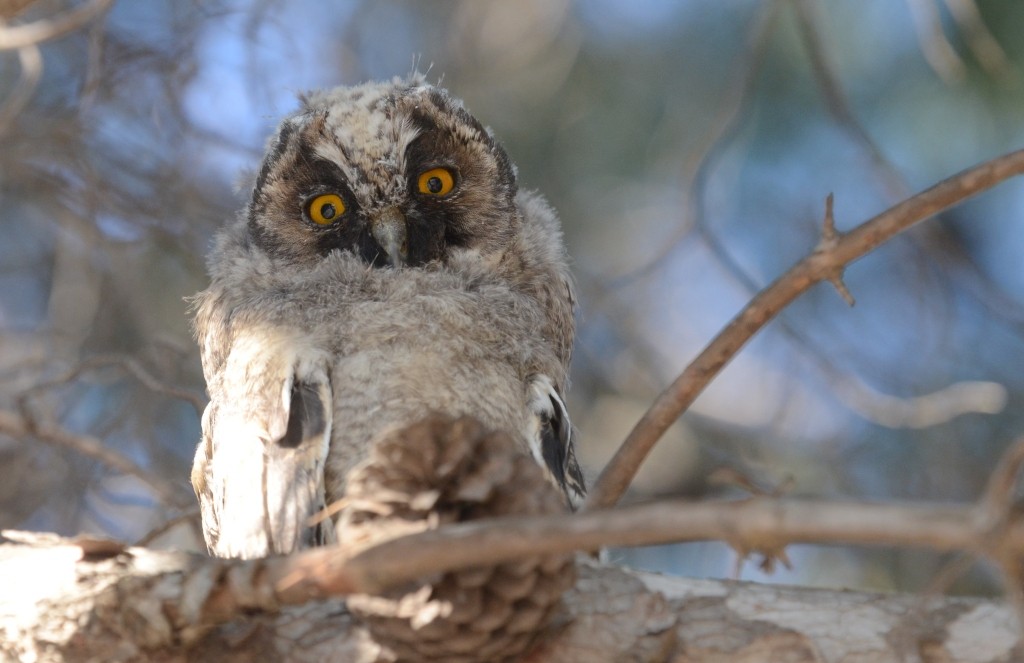 Long-eared Owl - Eleni Galinou