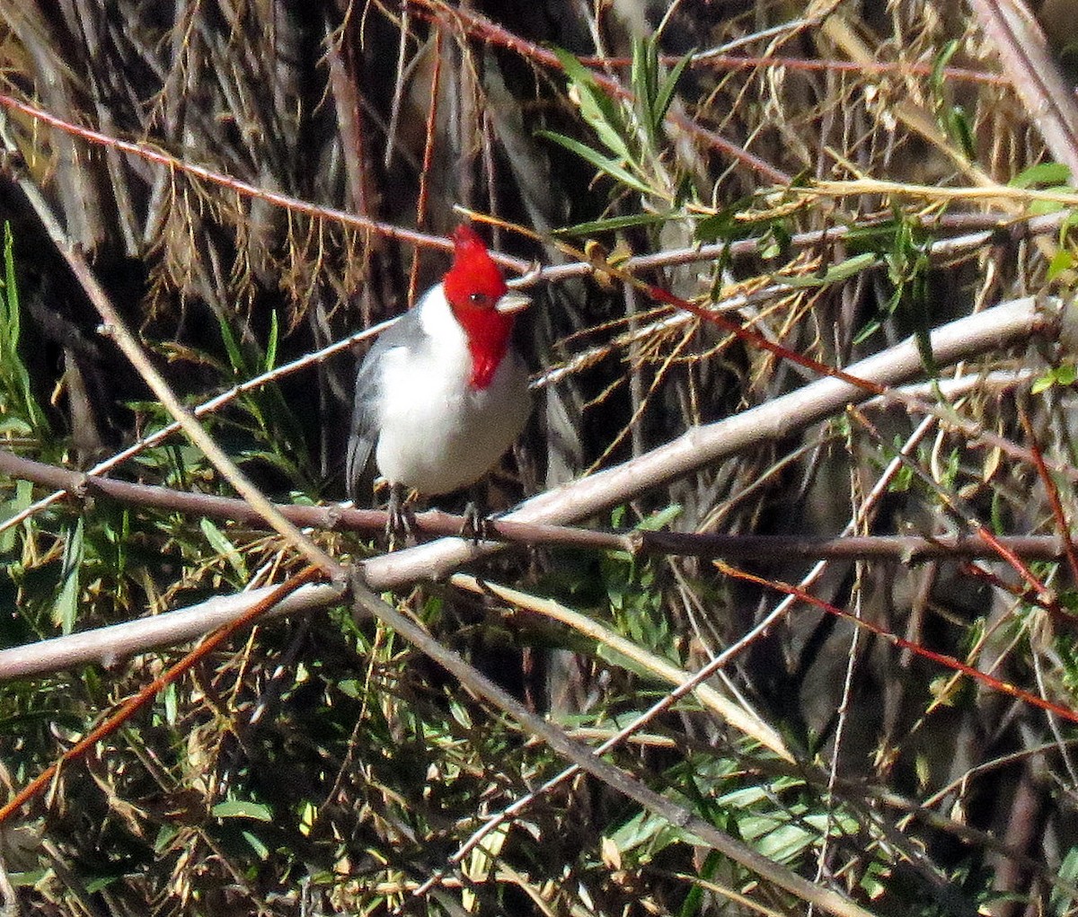 Red-crested Cardinal - ML163439151