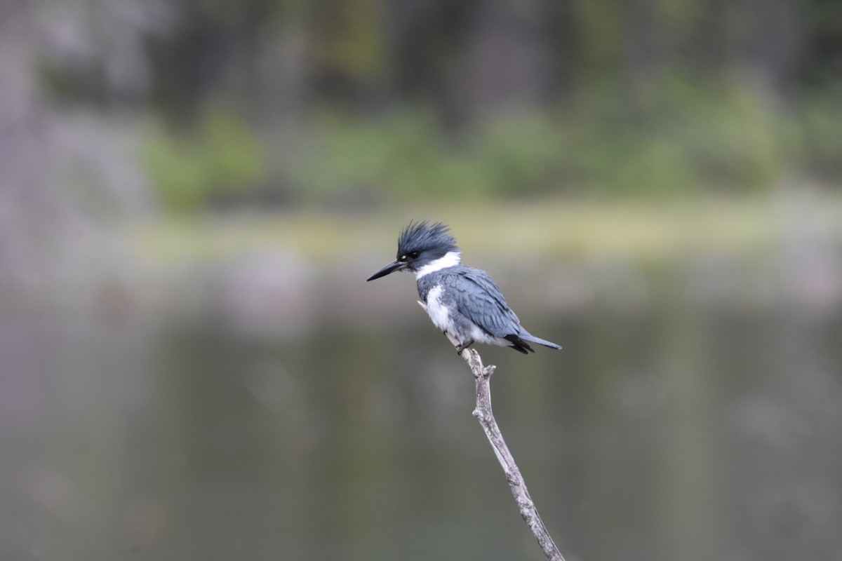 Belted Kingfisher - ML163440091
