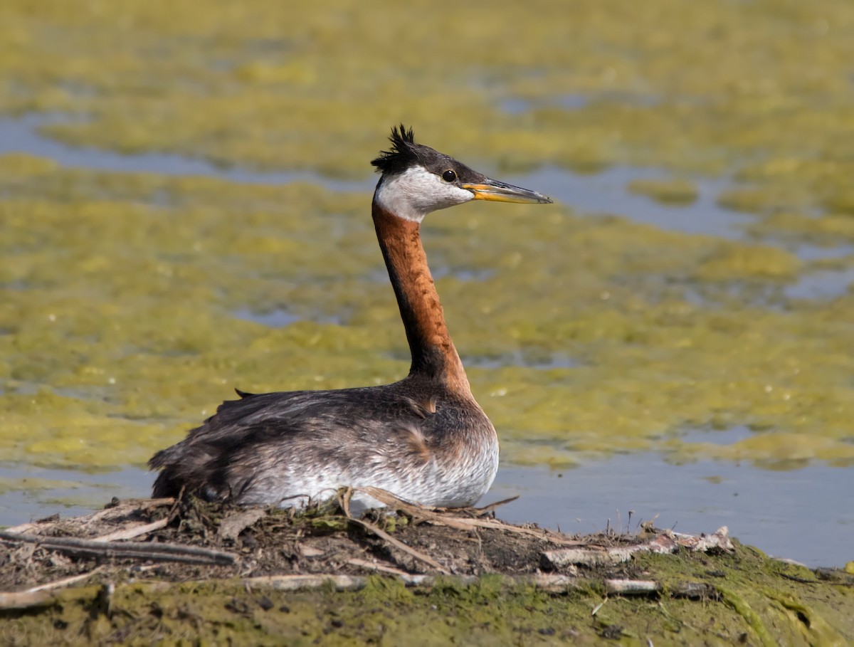 Red-necked Grebe - Nick Saunders