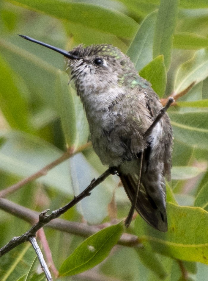 hummingbird sp. - ML163447701