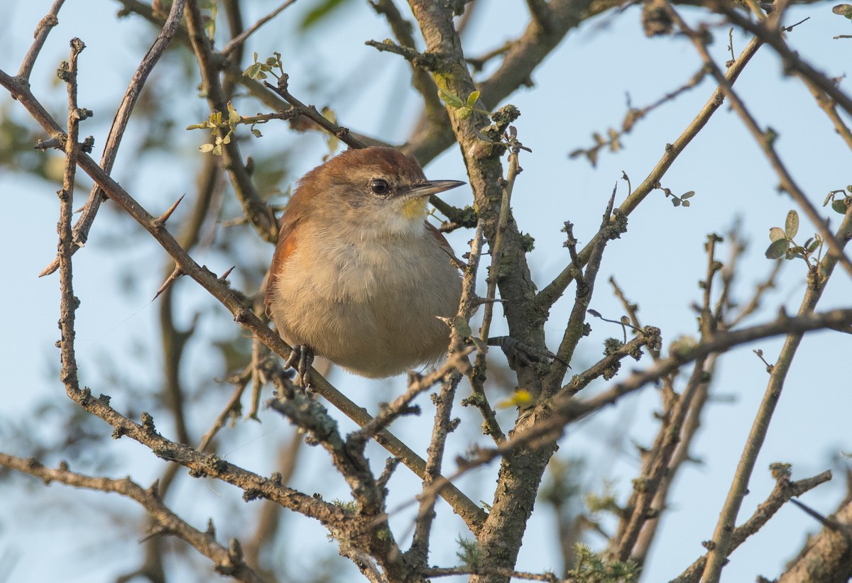 Yellow-chinned Spinetail - ML163451131