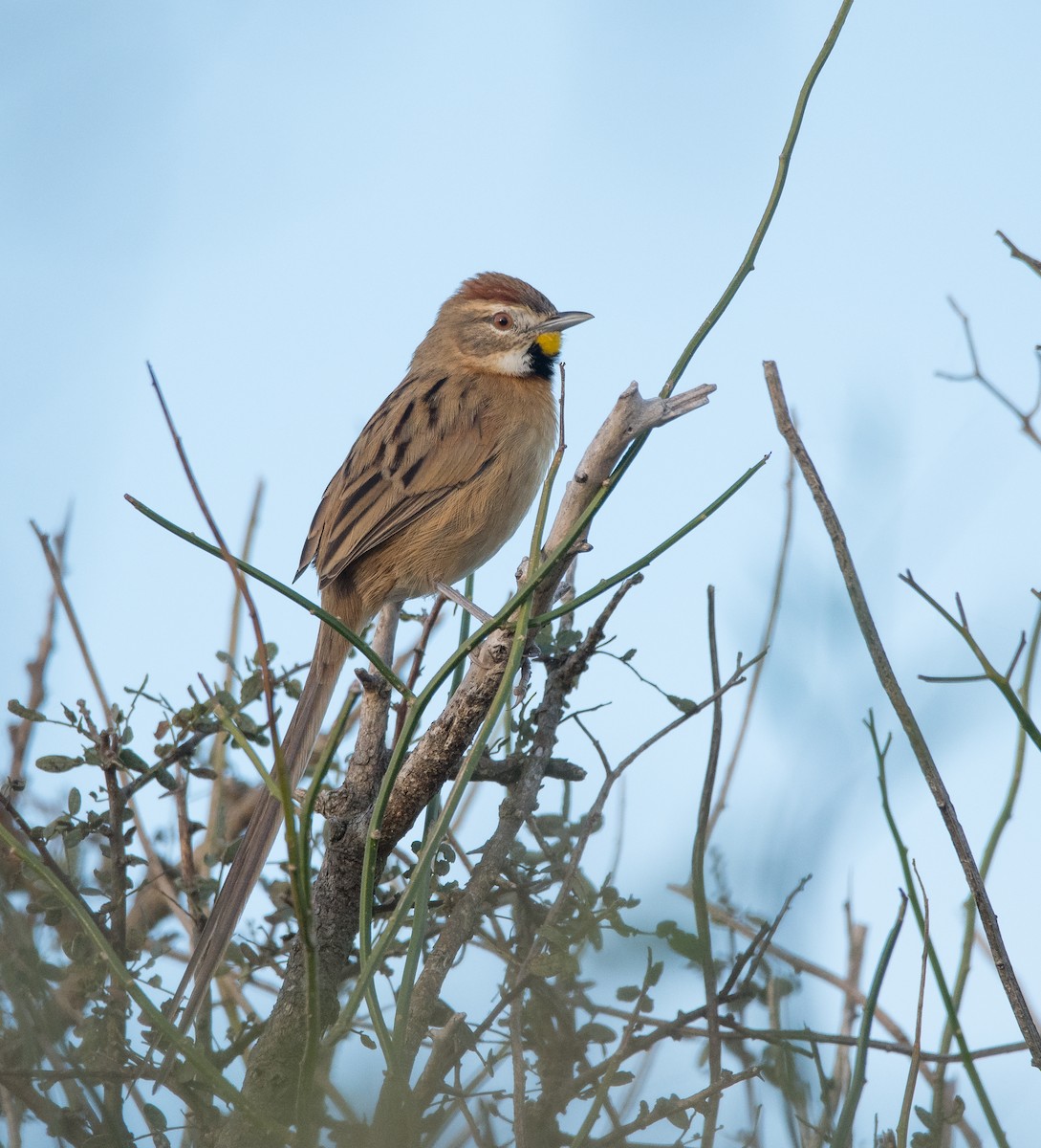Chotoy Spinetail - ML163451211