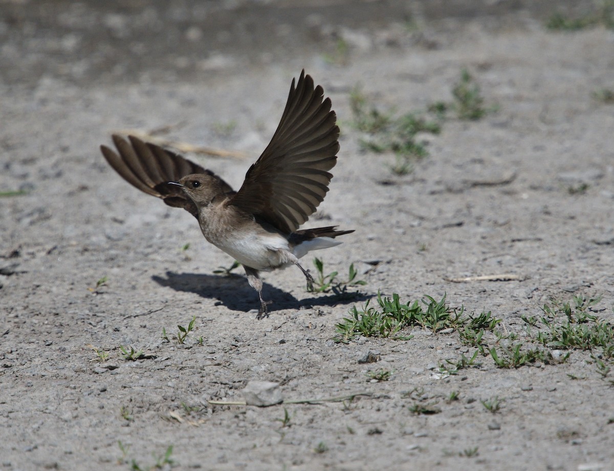 Northern Rough-winged Swallow - Louis Lemay