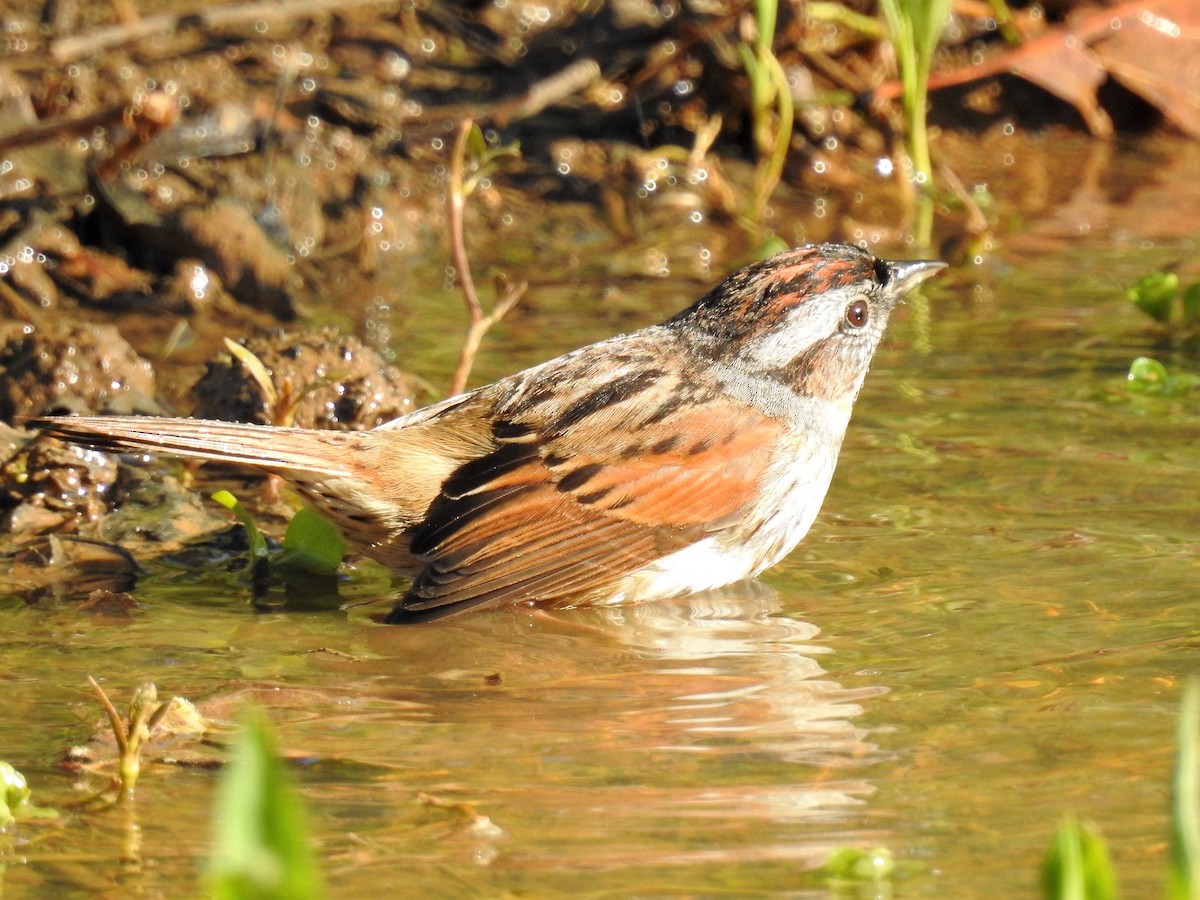 Swamp Sparrow - ML163457891