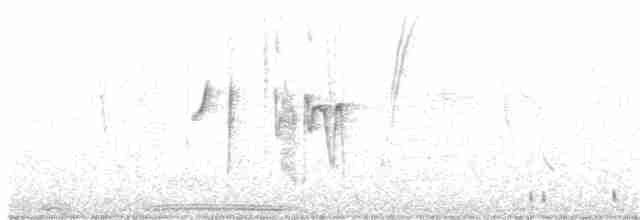 Белокрылая вдовка - ML163458141