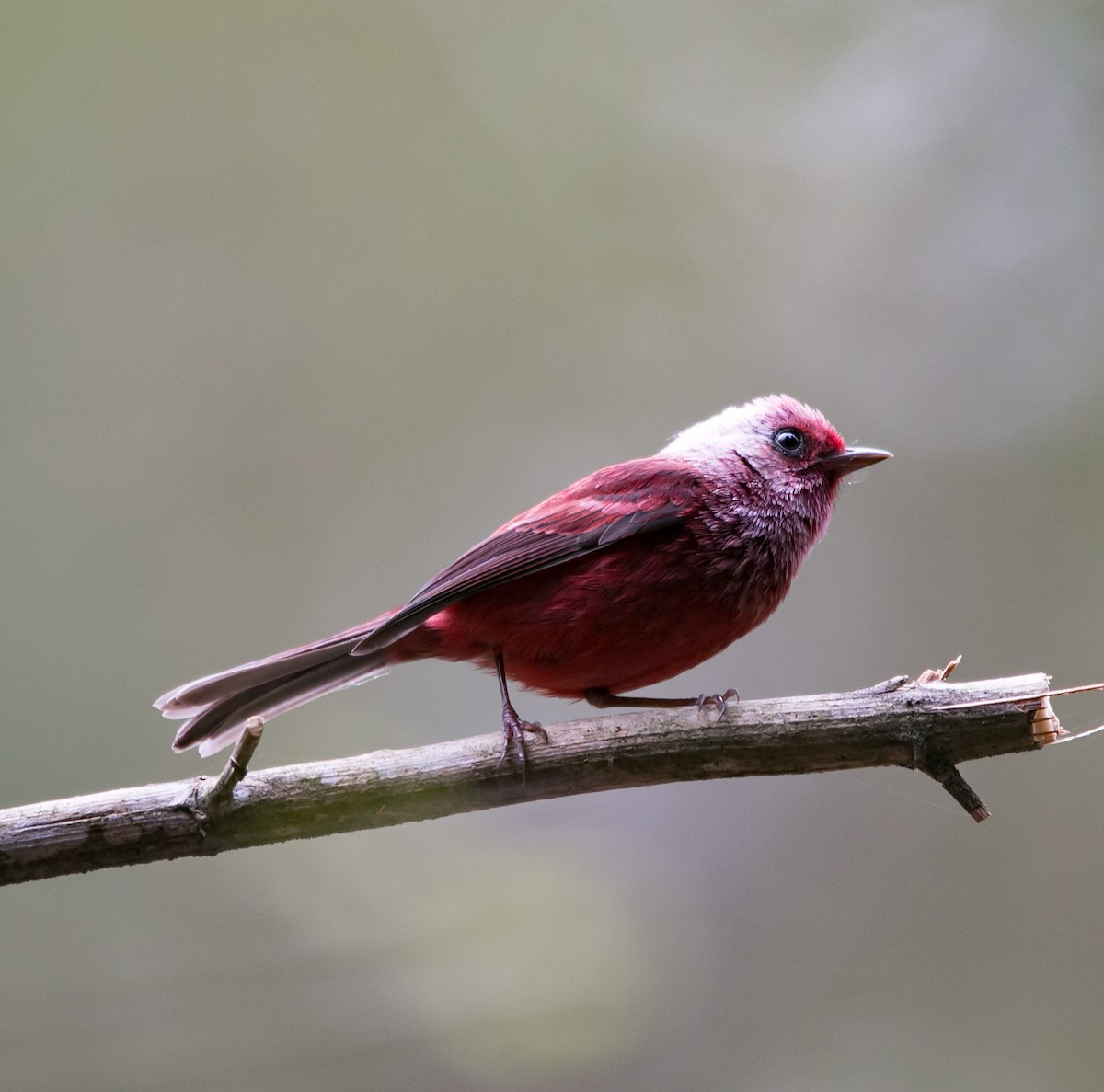 Pink-headed Warbler - ML163458181