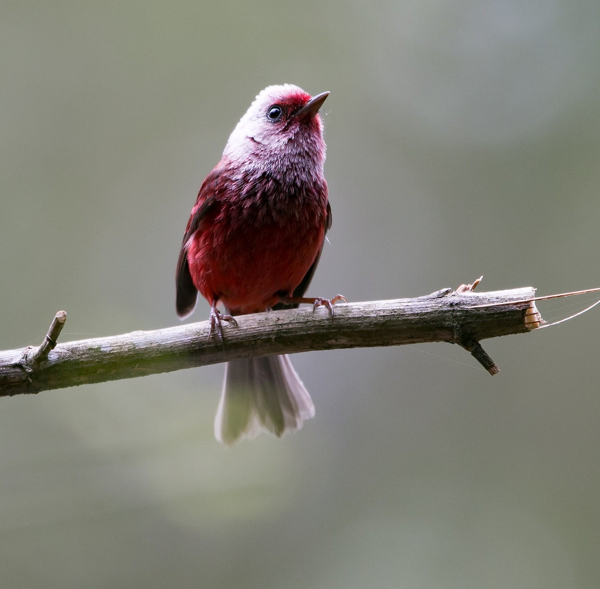 Pink-headed Warbler - ML163458211