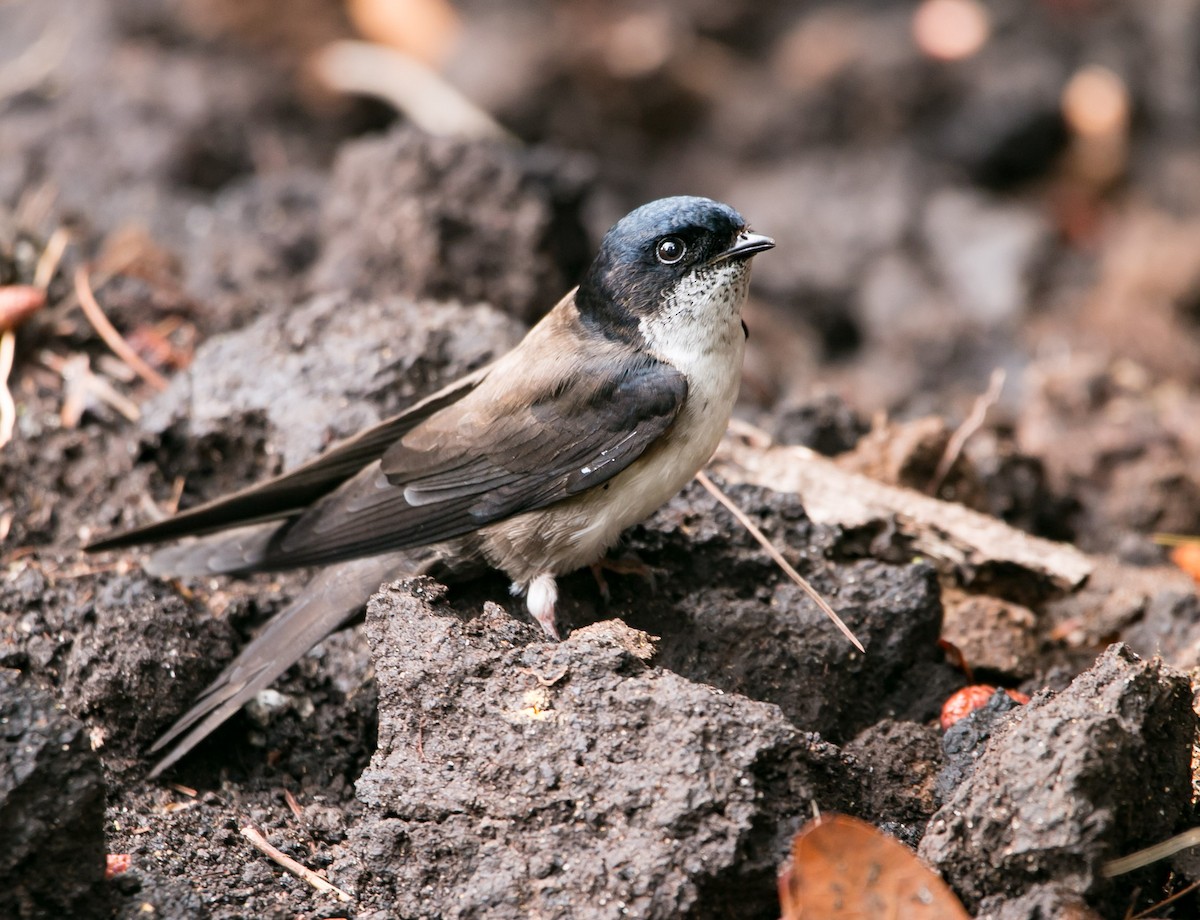 Black-capped Swallow - ML163458501